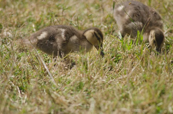 Google Serviços de jardinagem mallard. — Fotografia de Stock