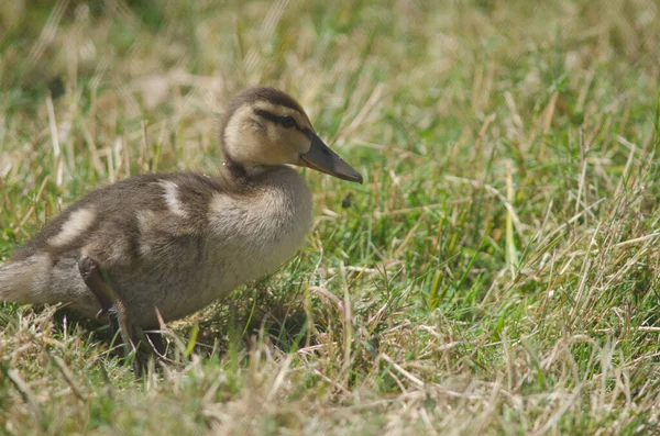 Patos de ánade real. — Foto de Stock