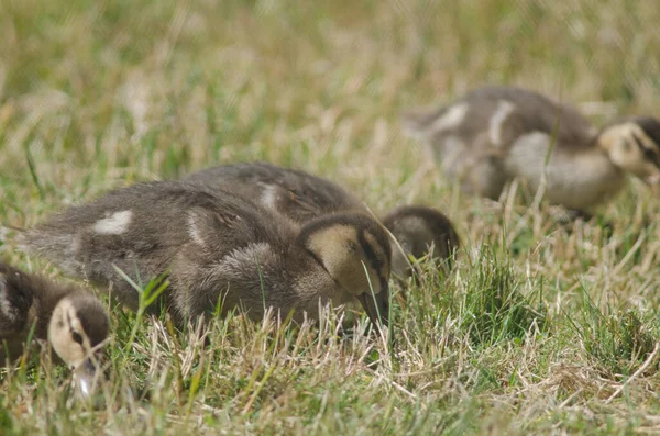 Ducklings of mallard. — Stock fotografie