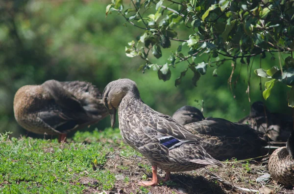 Mallard Anas platyrhynchos preening. — Stock Photo, Image