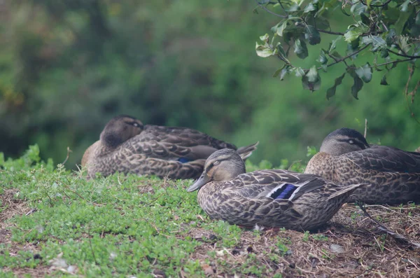 Mallards Anas platyrhynchos dormindo. — Fotografia de Stock