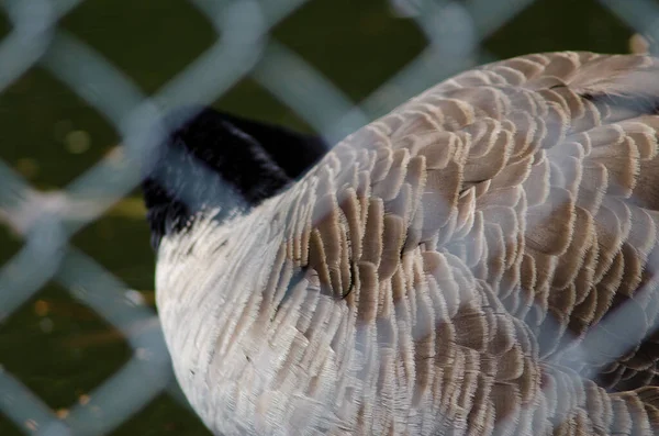 Ganso gigante do Canadá preening atrás de uma grelha. — Fotografia de Stock