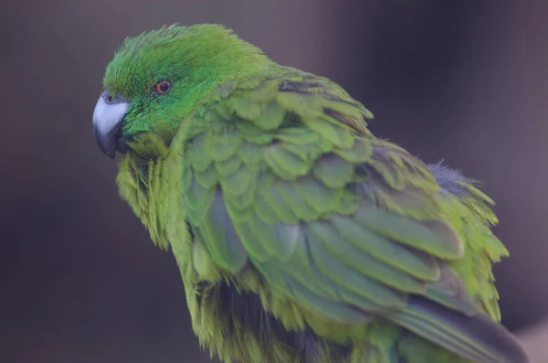 Antipodes papagáj Cyanoramphus unicolor. — Stock Fotó