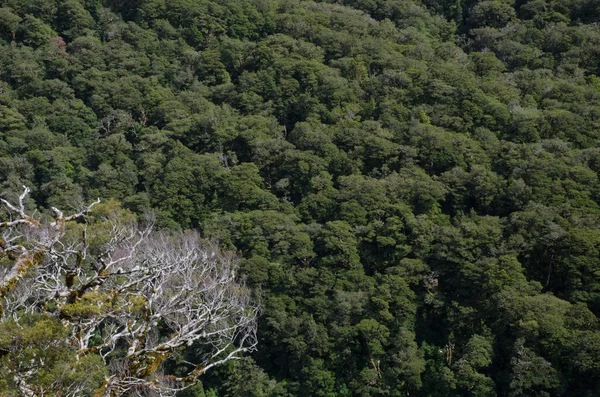 フィールドランド国立公園の熱帯雨林. — ストック写真
