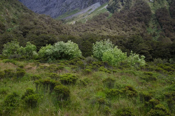 Landschap in Nationaal Park Fiordland. — Stockfoto