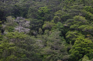 Fiordland Ulusal Parkı 'nda yağmur ormanları.