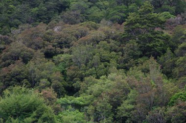 Milford 'da yağmur ormanları.