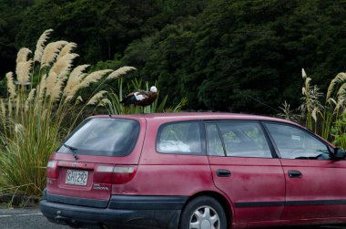 Bir arabaya tünemiş cennet kabuğu ördeği.