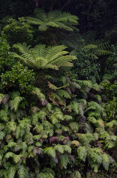 Wheki and palm-leaf ferns. — Stock Photo, Image