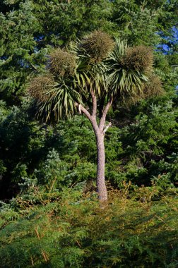 Lahana ağacı Cordyline australis.