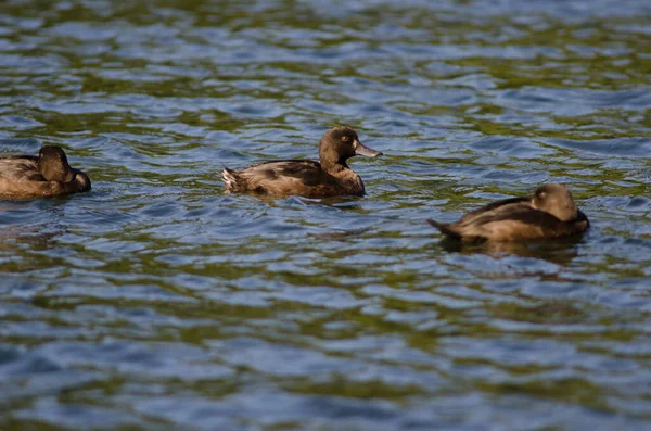 Neuseeland-Scaups. — Stockfoto