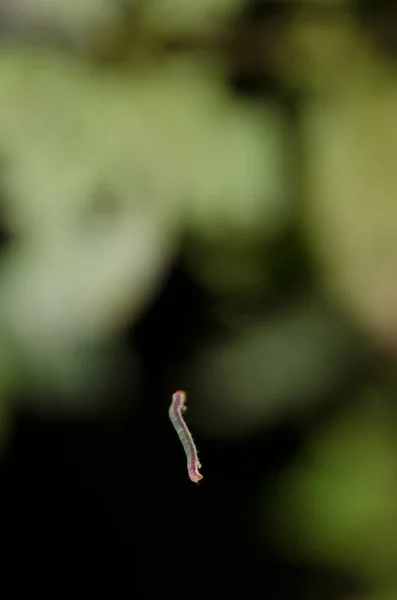 Oruga colgando sobre un hilo de seda. — Foto de Stock