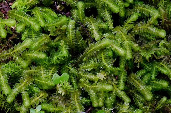 Moss Acromastigum colensoanum. — Foto de Stock