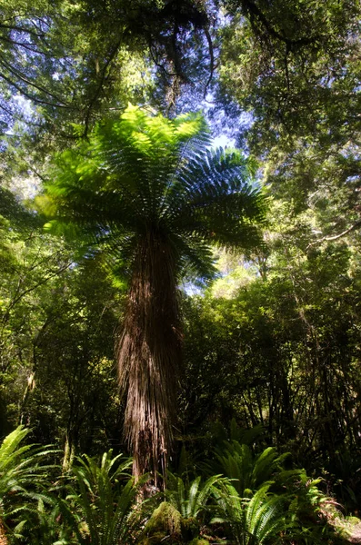 New Zealand tree fern. — Stock Photo, Image