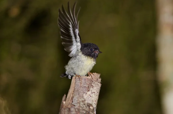 South Island tomtit flapping.