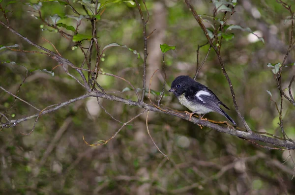 Isola del Sud tomtit. — Foto Stock