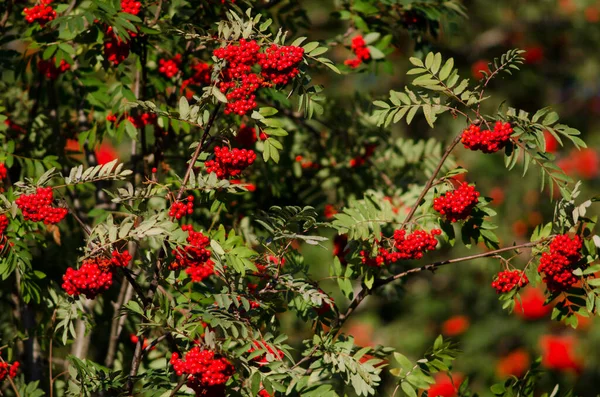 Rowan con frutas. — Foto de Stock