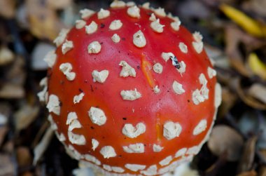 Uç agarik Amanita muscaria.