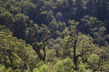 Fiordland Ulusal Parkı 'nda yağmur ormanları.