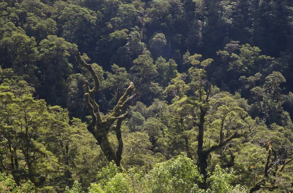 Regnskog i Fiordlands nationalpark. — Stockfoto