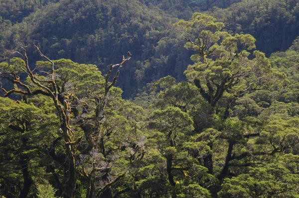 フィールドランド国立公園の熱帯雨林. — ストック写真