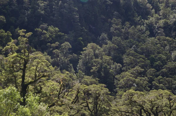 Foresta pluviale nel Parco Nazionale di Fiordland. — Foto Stock