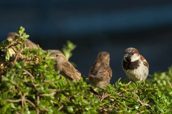 Gorrión de casa Passer domesticus. — Foto de Stock