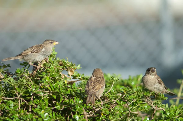 Дом воробьев Passer domesticus. — стоковое фото