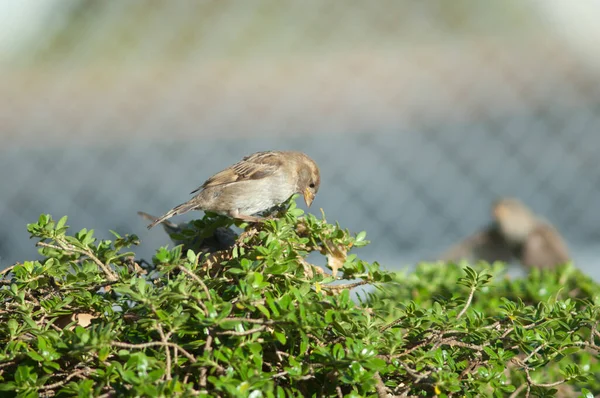 Ev serçesi Passer domesticus. — Stok fotoğraf