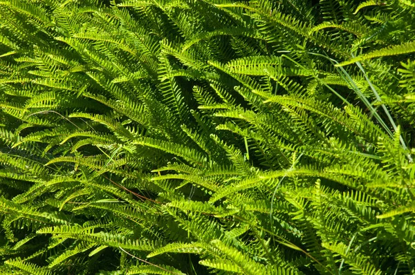 Fougères à arêtes de poisson Nephrolepis cordifolia. — Photo