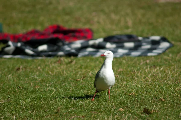 Rödnäbbad mås Larus novaehollandiae scopulinus. — Stockfoto