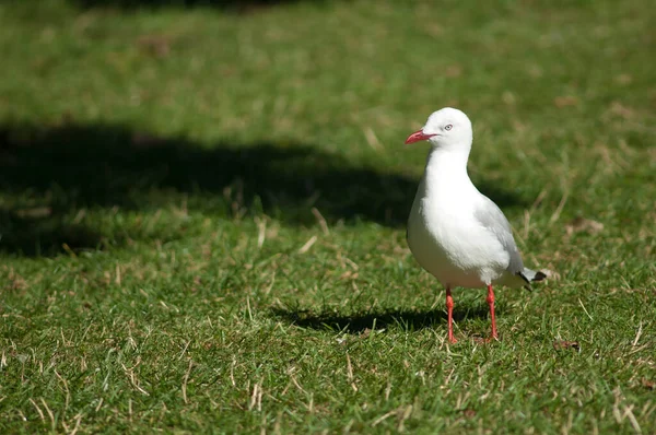 Rödnäbbad mås Larus novaehollandiae scopulinus. — Stockfoto