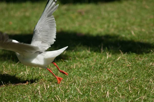 Röd-fakturerad mås tar flyg. — Stockfoto