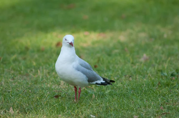 Rotschnabelmöwe Chroicocephalus novaehollandiae scopulinus. — Stockfoto