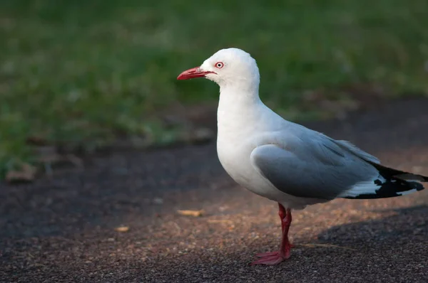 Rödnäbbad mås Chroicocephalus novaehollandiae scopulinus. — Stockfoto