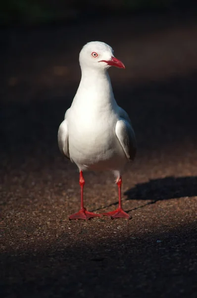 Red-billed gull Chroicocephalus novaehollandiae scopulinus. — Stock Photo, Image