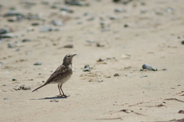 Nieuw-Zeelandse pipit. — Stockfoto