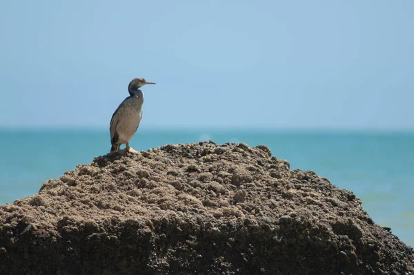 Pied shag Phalacrocorax varius. — Stock fotografie