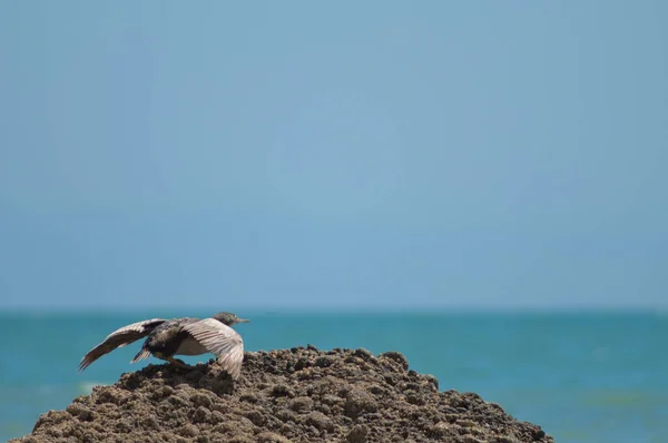 Pied shag bereid om vlucht te nemen. — Stockfoto