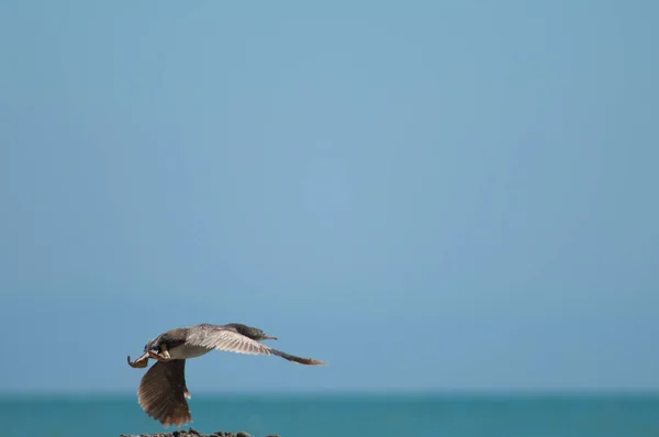 Pied shag nemen vlucht. — Stockfoto