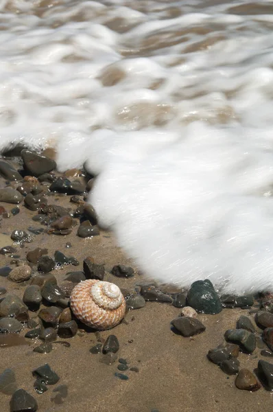 Marin snigel på en strand. — Stockfoto