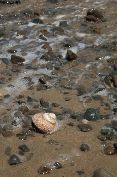 Escargot marin sur une plage. — Photo