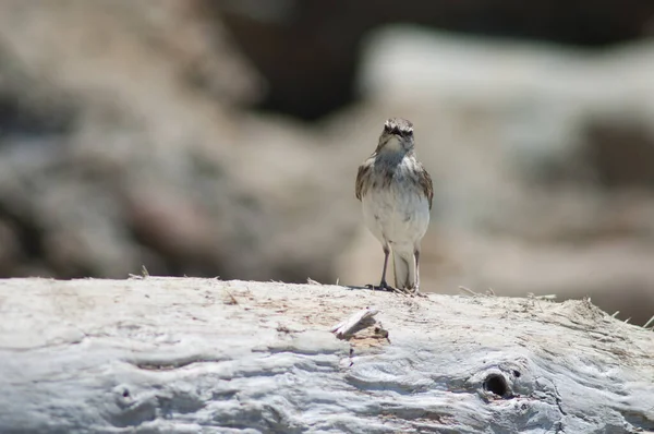 Nuova Zelanda pipit chiamata. — Foto Stock