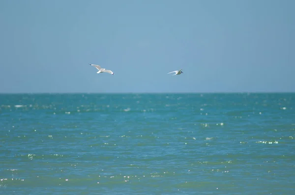 Roodsnavelmeeuw jaagt op een witte stern.. — Stockfoto