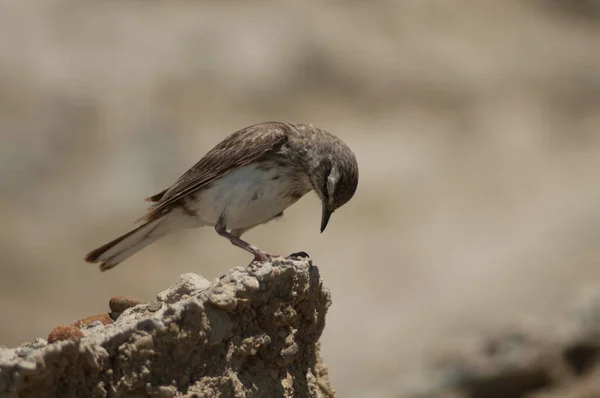 Pipit da Nova Zelândia. — Fotografia de Stock