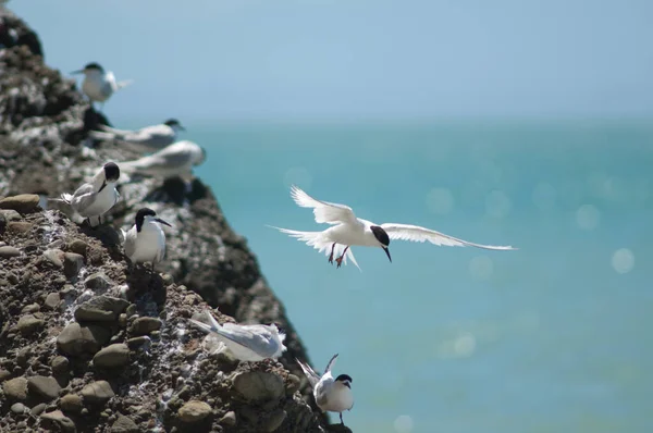 Charranes frentes blancos Sterna striata. — Foto de Stock