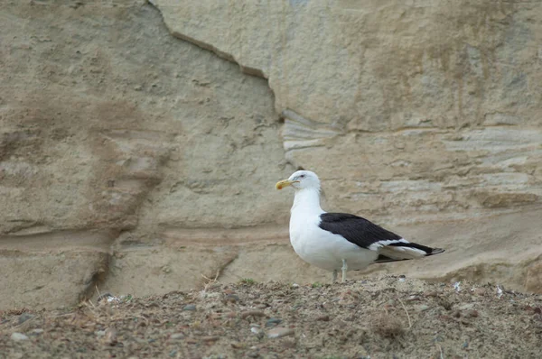 Zwarte meeuw Larus dominicanus. — Stockfoto