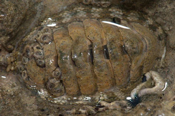 Snakeskin chiton Sapharochiton pelliserpentis. — Stok fotoğraf