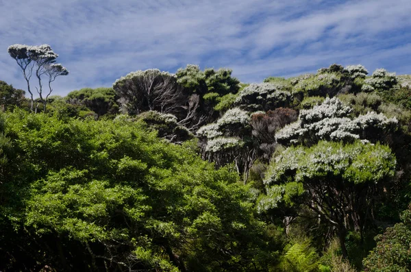 Podokarps regnskog på Stewart Island. — Stockfoto