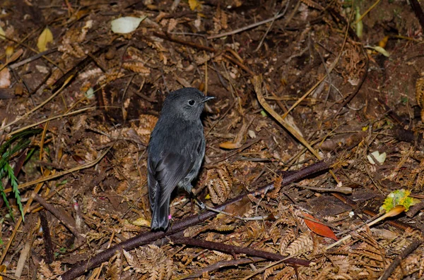 Stewart Island robin Petroica australis rakiura. — Stock fotografie